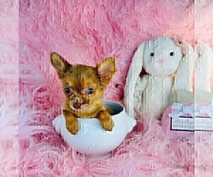 Chihuahua Puppy for sale in HAVERHILL, FL, USA