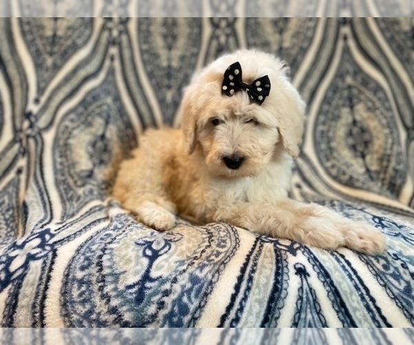 Medium Photo #12 Poodle (Standard) Puppy For Sale in LAKELAND, FL, USA