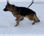 Small Photo #9 German Shepherd Dog Puppy For Sale in WESTBY, WI, USA