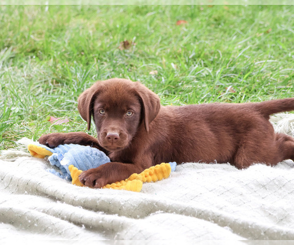 Medium Photo #3 Labrador Retriever Puppy For Sale in SYRACUSE, IN, USA