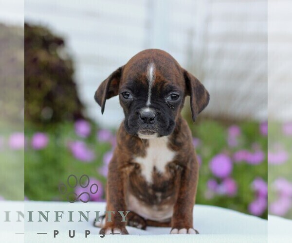 Medium Photo #4 Boxer Puppy For Sale in GORDONVILLE, PA, USA