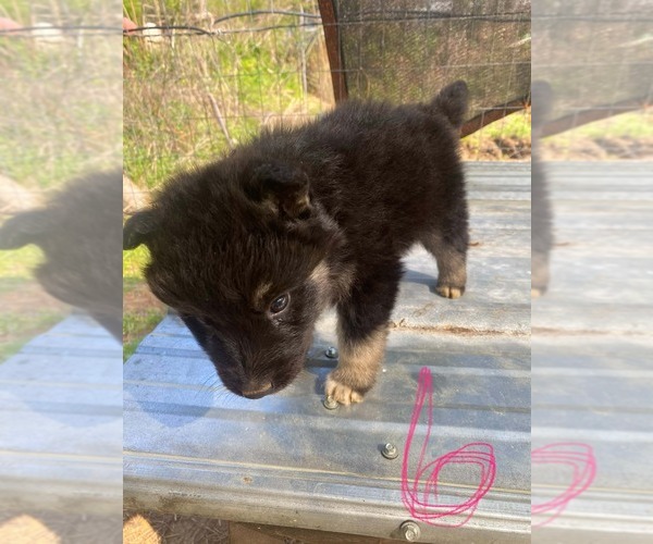 Medium Photo #6 Gerberian Shepsky Puppy For Sale in HAYDEN, AL, USA