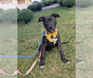 American Pit Bull Terrier-Unknown Mix Dogs for adoption in Germantown, OH, USA