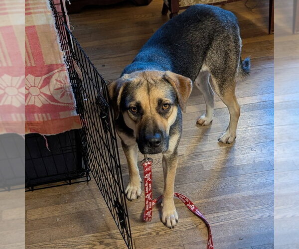 Medium Photo #3 German Shepherd Dog-Unknown Mix Puppy For Sale in Canton, CT, USA
