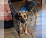 Small #2 German Shepherd Dog Mix