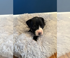 Boxer Puppy for sale in PRINCETON, WV, USA