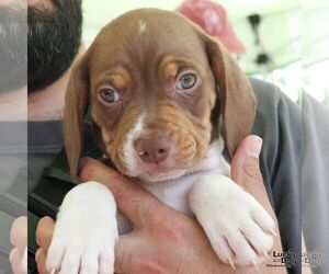 Beagle-Retriever  Mix Dogs for adoption in Washington, DC, USA