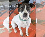 Small American Pit Bull Terrier Mix