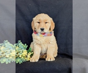 Golden Retriever Puppy for Sale in OXFORD, Pennsylvania USA