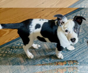 Border Collie-Unknown Mix Dogs for adoption in Mount Airy, NC, USA
