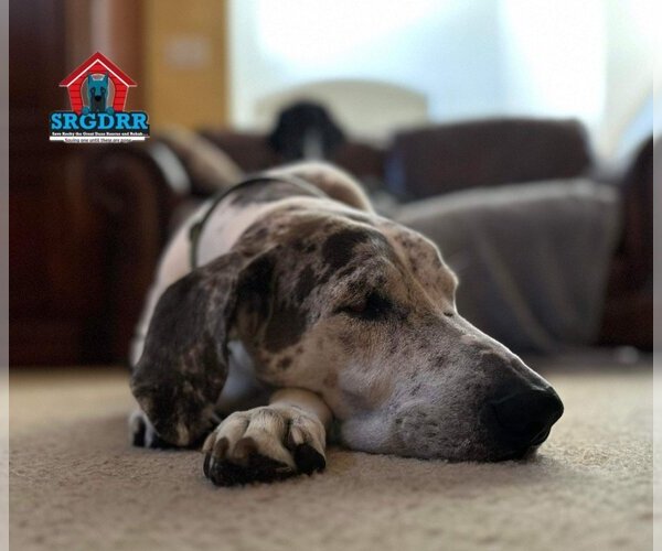 Medium Photo #20 Great Dane Puppy For Sale in Bullard, TX, USA