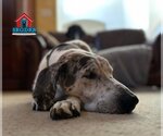 Small #19 Great Dane