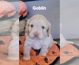 Halloween Town Ghouls: Goblin - Male Cockapoo (Miniature) Dog for Adoption - Photo #2