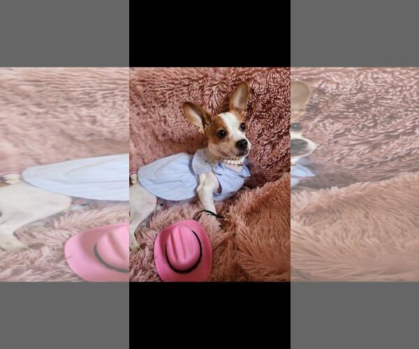Medium Photo #6 Chihuahua-Unknown Mix Puppy For Sale in Hayward, CA, USA