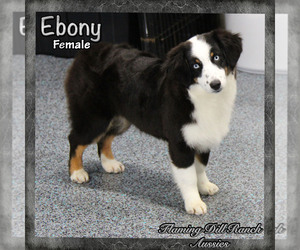 Miniature Australian Shepherd Puppy for sale in FORESTBURG, TX, USA