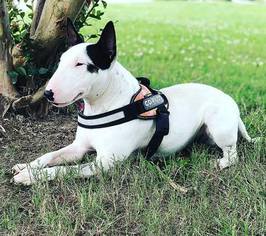 Mother of the Bull Terrier puppies born on 09/05/2018