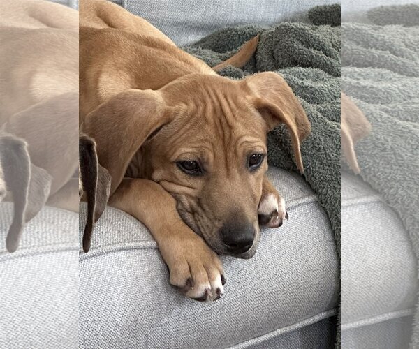 Medium Photo #3 Labrador Retriever-Unknown Mix Puppy For Sale in LAKE ST LOUIS, MO, USA