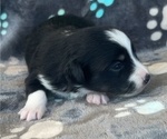 Small #1 Miniature Australian Shepherd