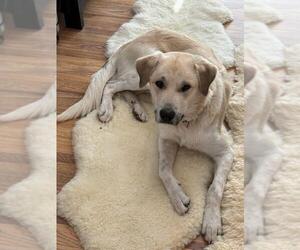 Labrador Retriever-Unknown Mix Dogs for adoption in Columbus, IN, USA