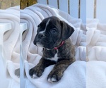 Small Photo #3 Boxer Puppy For Sale in HUNTSVILLE, AR, USA