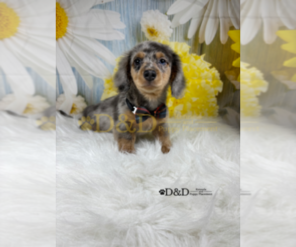 Medium Photo #4 Dachshund Puppy For Sale in RIPLEY, MS, USA