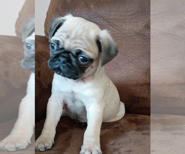 Medium Photo #3 Pug Puppy For Sale in SAINT PAUL, MN, USA