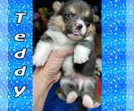 Small Photo #67 Pembroke Welsh Corgi Puppy For Sale in LOGAN, NM, USA