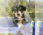 Small Photo #2 Australian Shepherd Puppy For Sale in FARMVILLE, VA, USA