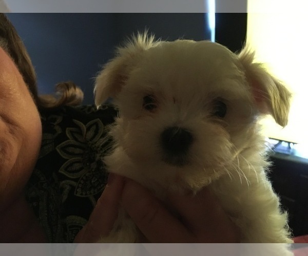 Medium Photo #6 Maltese Puppy For Sale in BRKN ARW, OK, USA