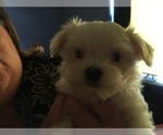 Small Photo #6 Maltese Puppy For Sale in BRKN ARW, OK, USA