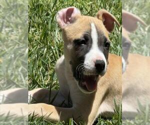 Mutt Dogs for adoption in Santa Cruz, CA, USA