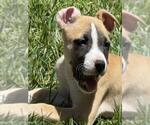Small Mutt