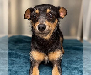 Radar - ADOPTION IN PROCESS - Male Chipin Dog for Adoption - Photo #3