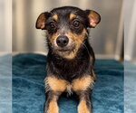 Small Photo #3 Chipin Puppy For Sale in Grafton, WI, USA