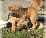 Small #1 Cane Corso