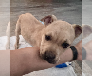 Mutt Dogs for adoption in Dana Point, CA, USA