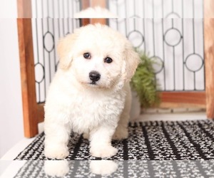 Bichpoo Puppy for sale in NAPLES, FL, USA