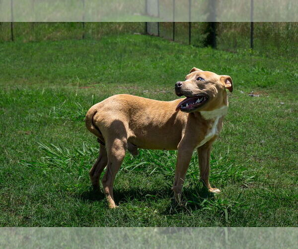 Medium Photo #2 Mutt Puppy For Sale in Abbeville, LA, USA