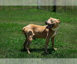 Small #1 Mutt