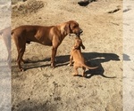 Small Photo #106 Rhodesian Ridgeback Puppy For Sale in MORONGO VALLEY, CA, USA
