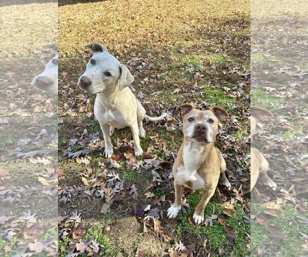 Medium Photo #3 Retriever -Unknown Mix Puppy For Sale in Greenville, SC, USA