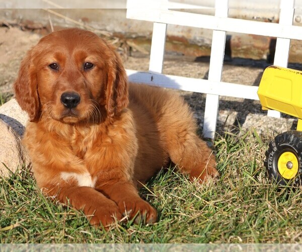 Medium Photo #5 Golden Irish Puppy For Sale in JONES, MI, USA