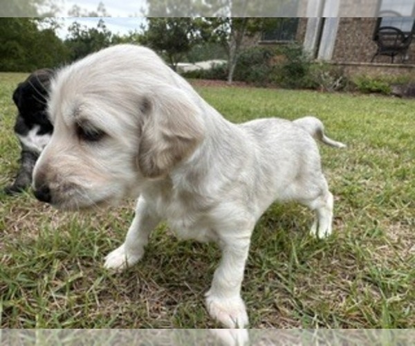 Medium Photo #4 Afghan Hound Puppy For Sale in VIDALIA, GA, USA