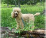 Small #2 Poodle (Standard)
