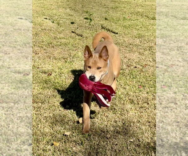 Medium Photo #3 Chow Chow-Unknown Mix Puppy For Sale in San Leon, TX, USA