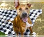 Small #1 Black Mouth Cur-German Shepherd Dog Mix