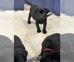Puppy Green collar Labrador Retriever