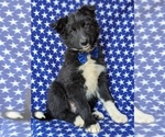 Small Photo #1 Border Collie Puppy For Sale in KIRKWOOD, PA, USA