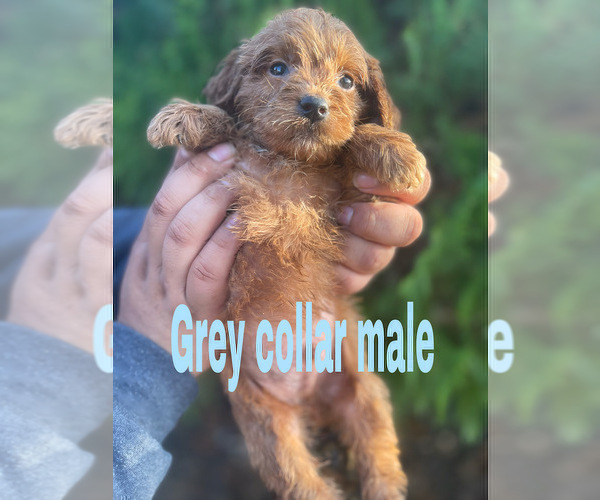 Full screen Photo #4 Goldendoodle (Miniature) Puppy For Sale in BAKERSFIELD, CA, USA