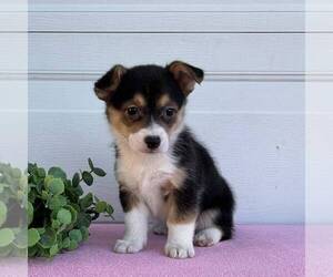 Pembroke Welsh Corgi Puppy for sale in FREDONIA, PA, USA